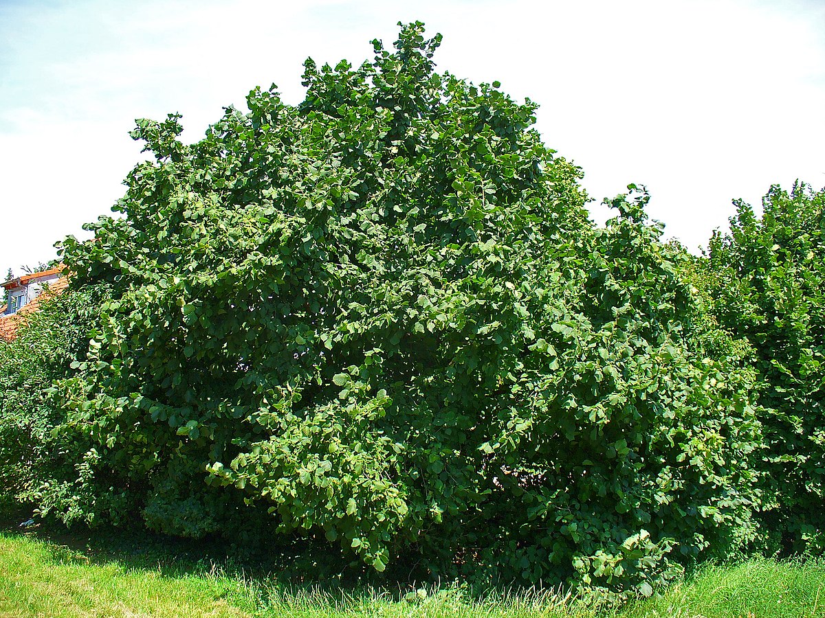 Corylus_avellana_0001