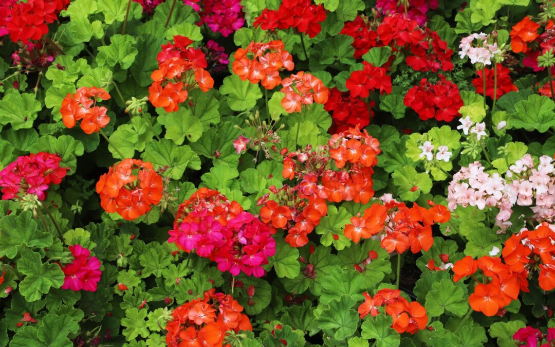 LSVV start weer met jaarlijkse Geranium-actie