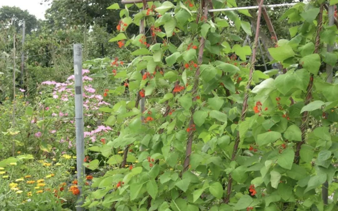 VOLKSTUINDERSVERENIGING “LANGEDIJK” ORGANISEERT EEN CURSUS MOES TUINIEREN