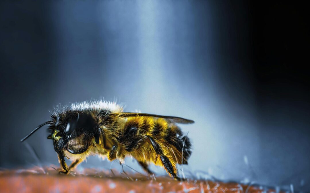 Verwachting wespenoverlast 2024